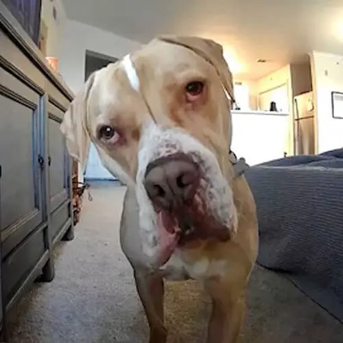Pets Home Alone